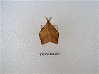 藏品(弦月枯葉蛾)的圖片